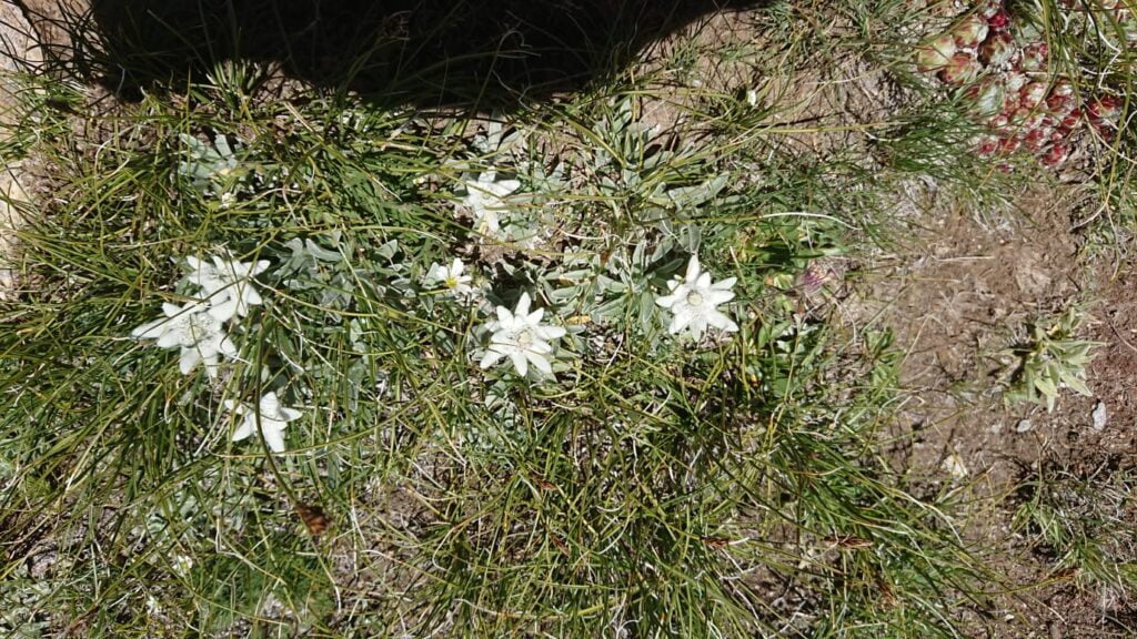 edelweiss queyras montagne 1